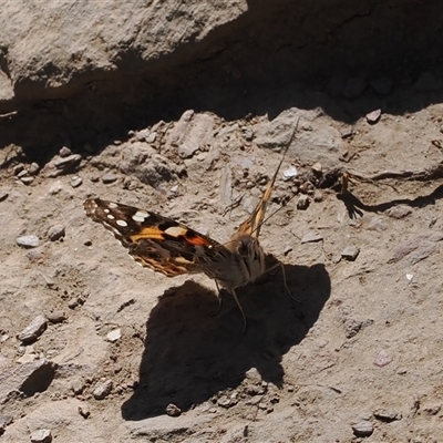 Vanessa kershawi (Australian Painted Lady) at Oaks Estate, ACT - 23 Sep 2024 by RAllen