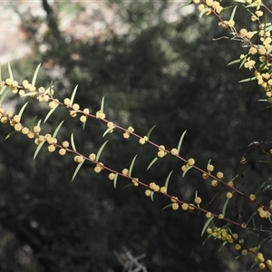 Acacia siculiformis at Oaks Estate, ACT - 23 Sep 2024 01:06 PM