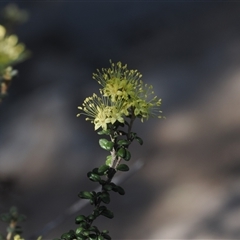 Phebalium squamulosum subsp. ozothamnoides at Oaks Estate, ACT - 23 Sep 2024 12:57 PM