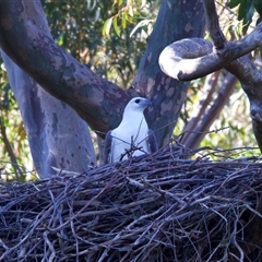 Haliaeetus leucogaster (White-bellied Sea-Eagle) at Rosedale, NSW - 9 Sep 2024 by jb2602