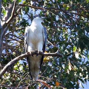 Haliaeetus leucogaster at Rosedale, NSW - 9 Sep 2024