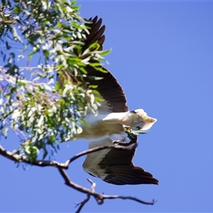 Haliaeetus leucogaster at Rosedale, NSW - suppressed