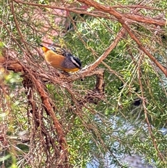 Pardalotus punctatus at Cook, ACT - 21 Aug 2024