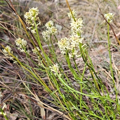Stackhousia monogyna (Creamy Candles) at Aranda, ACT - 23 Sep 2024 by MatthewFrawley
