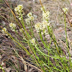 Stackhousia monogyna at Aranda, ACT - 23 Sep 2024