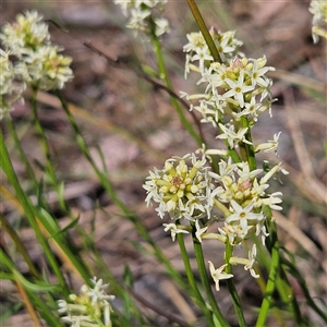 Stackhousia monogyna at Aranda, ACT - 23 Sep 2024