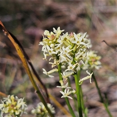 Stackhousia monogyna at Aranda, ACT - 23 Sep 2024