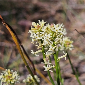 Stackhousia monogyna at Aranda, ACT - 23 Sep 2024