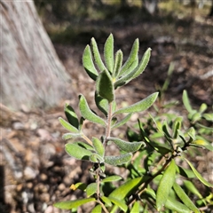 Persoonia rigida (Hairy Geebung) at Aranda, ACT - 23 Sep 2024 by MatthewFrawley