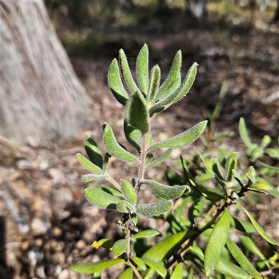 Persoonia rigida (Hairy Geebung) at Aranda, ACT - 23 Sep 2024 by MatthewFrawley