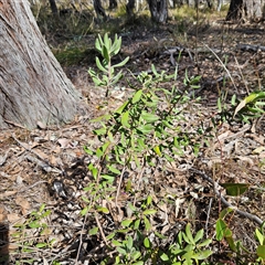 Persoonia rigida at Aranda, ACT - 23 Sep 2024