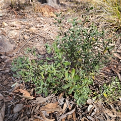 Persoonia rigida at Aranda, ACT - 23 Sep 2024