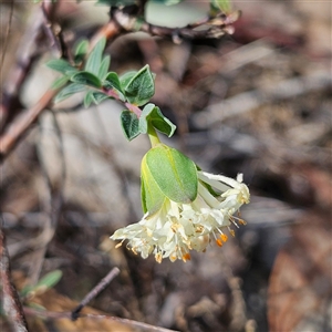 Pimelea linifolia subsp. linifolia at Yarralumla, ACT - 23 Sep 2024 02:46 PM