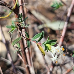 Pimelea linifolia subsp. linifolia at Yarralumla, ACT - 23 Sep 2024