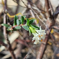 Pimelea linifolia subsp. linifolia at Yarralumla, ACT - 23 Sep 2024