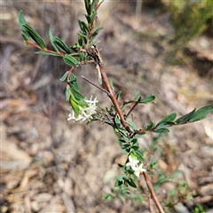 Pimelea linifolia subsp. linifolia at Yarralumla, ACT - 23 Sep 2024 02:46 PM