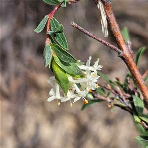 Pimelea linifolia subsp. linifolia at Yarralumla, ACT - 23 Sep 2024 02:46 PM