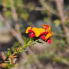 Dillwynia phylicoides (A Parrot-pea) at Yarralumla, ACT - 23 Sep 2024 by MatthewFrawley