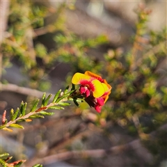 Dillwynia phylicoides at Yarralumla, ACT - 23 Sep 2024