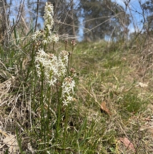 Stackhousia monogyna at Throsby, ACT - 24 Sep 2024