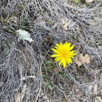 Microseris walteri at Aranda, ACT - 24 Sep 2024 by Jenny54