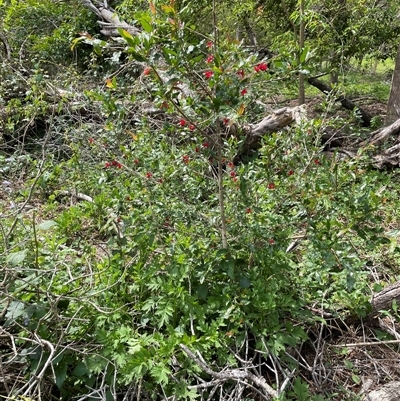 Unverified Plant at Bagotville, NSW - 24 Sep 2024 by Bagotville