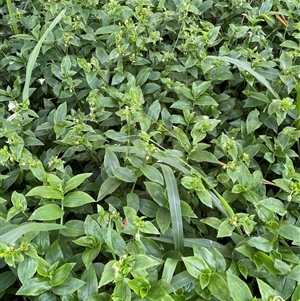 Tradescantia fluminensis at Bagotville, NSW - 24 Sep 2024 09:07 AM