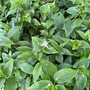 Tradescantia fluminensis at Bagotville, NSW - 24 Sep 2024 09:07 AM