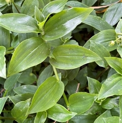 Tradescantia fluminensis at Bagotville, NSW - 24 Sep 2024 09:07 AM