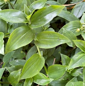 Tradescantia fluminensis at Bagotville, NSW - 24 Sep 2024 09:07 AM