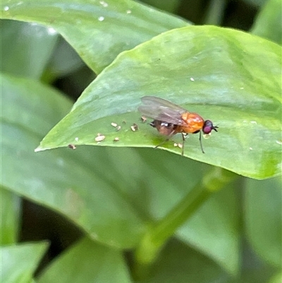 Sapromyza sciomyzina (A lauxid fly) at Bagotville, NSW - 24 Sep 2024 by Bagotville