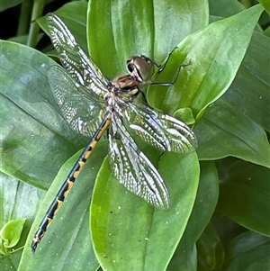 Hemicordulia australiae at Bagotville, NSW - 24 Sep 2024