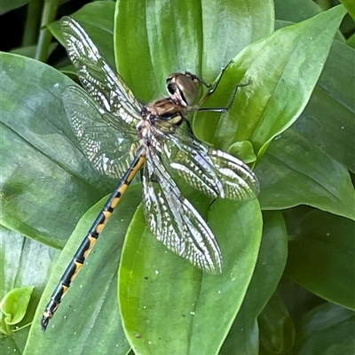 Hemicordulia australiae (Australian Emerald) at Bagotville, NSW - 24 Sep 2024 by Bagotville