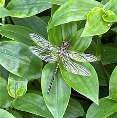 Hemicordulia australiae at Bagotville, NSW - 24 Sep 2024 09:01 AM