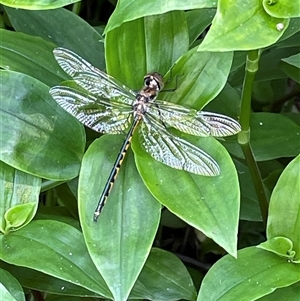 Hemicordulia australiae at Bagotville, NSW - 24 Sep 2024 09:01 AM