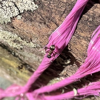 Polyrhachis rufifemur (Red-thighed Spiny Ant) at Bagotville, NSW - 24 Sep 2024 by Bagotville