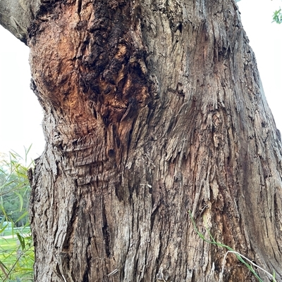 Unidentified Gum Tree at Bagotville, NSW - 22 Sep 2024 by Bagotville