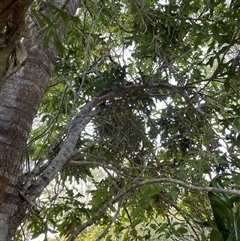Unverified Other Tree at Bagotville, NSW - 22 Sep 2024 by Bagotville