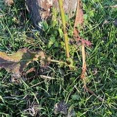 Unverified Other Wildflower or Herb at Bagotville, NSW - 22 Sep 2024 by Bagotville