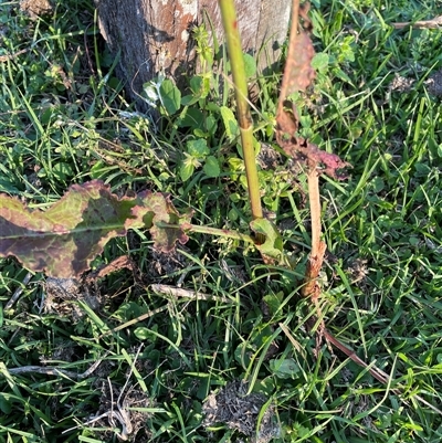 Unidentified Other Wildflower or Herb at Bagotville, NSW - 22 Sep 2024 by Bagotville