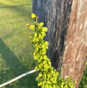 Rumex crispus at Bagotville, NSW - 22 Sep 2024 04:41 PM