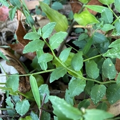 Lobelia purpurascens (White Root) at Bagotville, NSW - 22 Sep 2024 by Bagotville