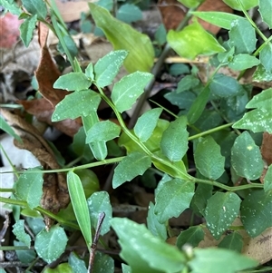 Lobelia purpurascens at Bagotville, NSW - 22 Sep 2024 04:24 PM