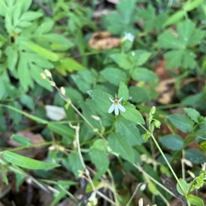 Lobelia purpurascens at Bagotville, NSW - 22 Sep 2024 04:24 PM