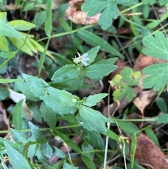 Lobelia purpurascens at Bagotville, NSW - 22 Sep 2024 04:24 PM