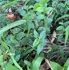 Lobelia purpurascens at Bagotville, NSW - 22 Sep 2024 04:24 PM