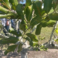 Unidentified Other Tree at Tucabia, NSW - 21 Sep 2024 by Bagotville