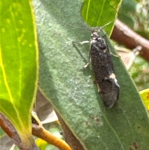 Leistomorpha brontoscopa at Aranda, ACT - 24 Sep 2024