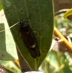 Leistomorpha brontoscopa at Aranda, ACT - 24 Sep 2024 12:17 PM