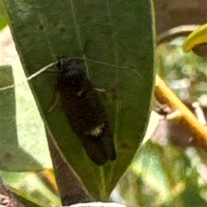 Leistomorpha brontoscopa at Aranda, ACT - 24 Sep 2024